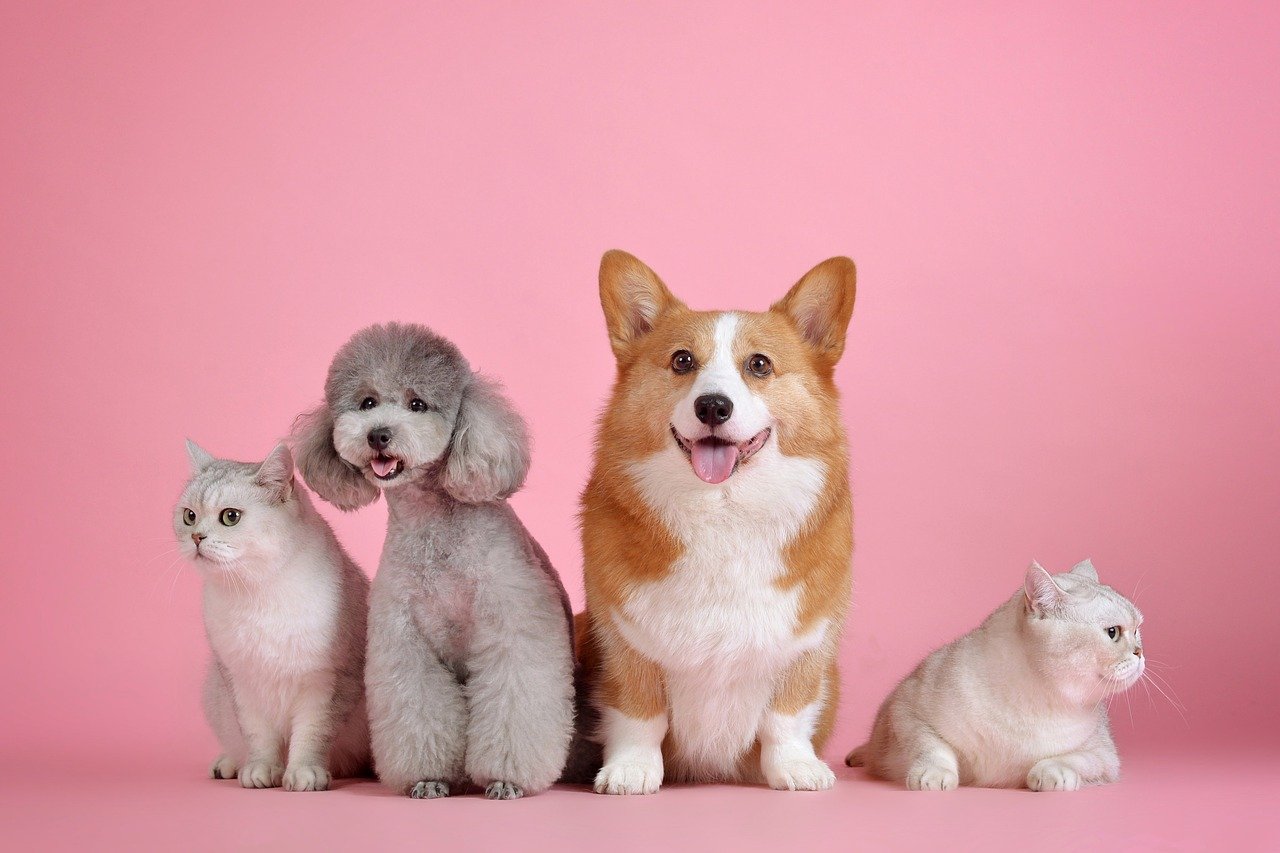 Medpets – Nur das Beste für Ihr Tier